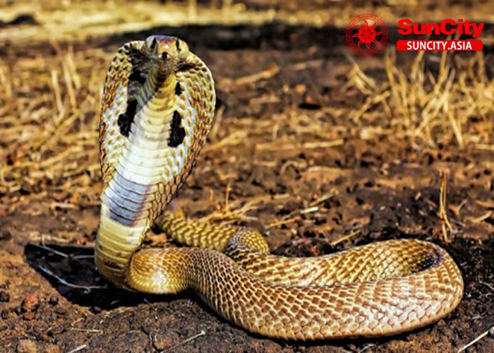 Nằm mơ thấy rắn bò vào nhà mình