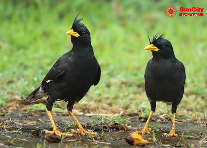 Giấc mơ thấy chim là điềm gì