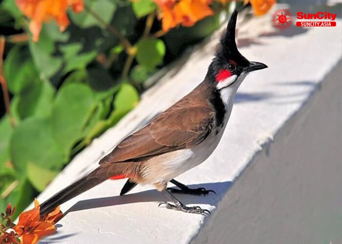 Những giấc mơ thấy chim