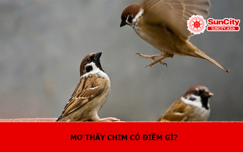 Mơ thấy chim có điềm gì?