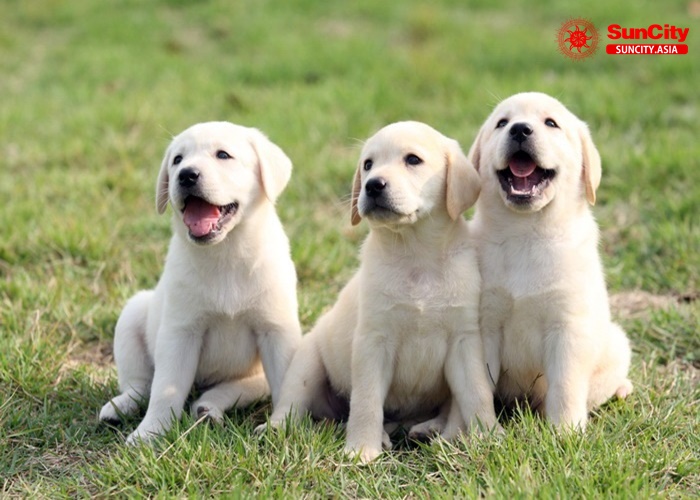 Luận giải giấc mơ thấy chó