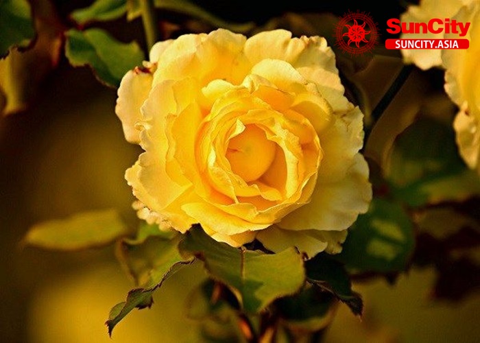 Các giấc chiêm bao thấy hoa khác