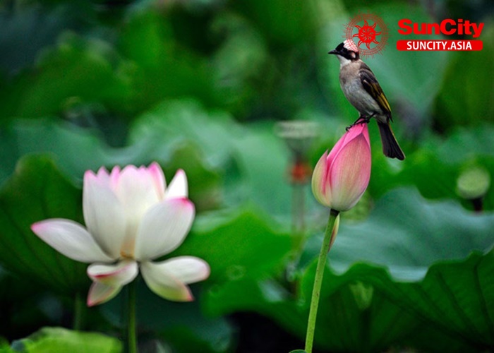 Những Giấc Mơ Liên Quan Đến Hoa Sen Khác