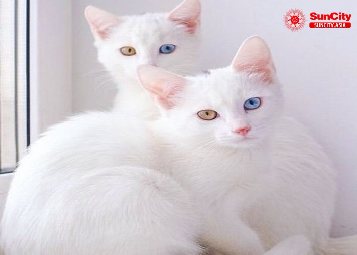 Mơ thấy mèo là điềm xấu, điềm xui