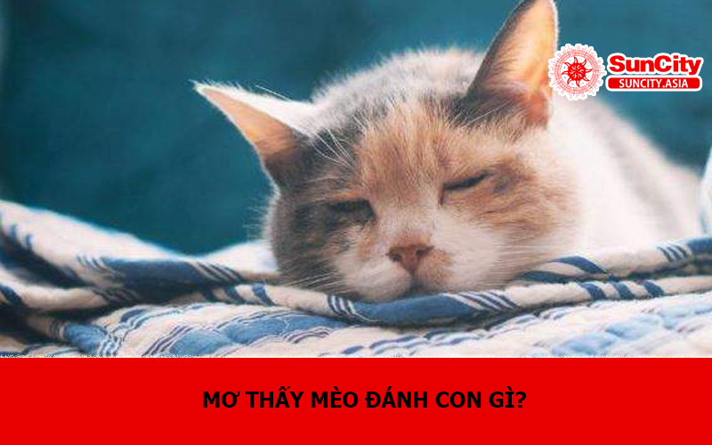 Mơ thấy mèo đánh con gì?