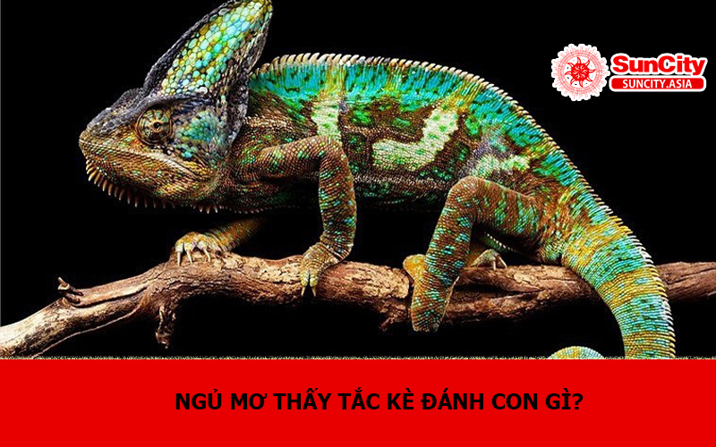 Ngủ mơ thấy tắc kè đánh con gì?