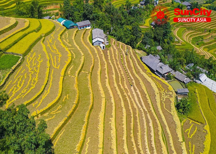 Giải Mã Giấc Mơ Về Quê - Ngủ mơ về thăm quê đánh con gì?